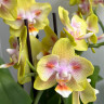 Орхидея Phal.Brother Sara Gold x Chiada Spark, peloric (отцвёл)