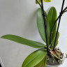 Орхидея Phal.Brother Sara Gold x Chiada Spark, peloric (отцвёл)