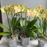 Орхидея Phal.Brother Sara Gold x Chiada Spark, peloric (отцвёл)