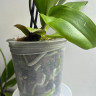 Орхидея Phal.Brother Sara Gold x Chiada Spark, peloric (отцвёл)