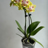 Орхидея Phal.Brother Sara Gold x Chiada Spark, peloric (отцвёл)