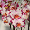Орхидея Phalaenopsis Bernadetta 