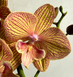 Орхидея Phalaenopsis Apollo Big Lip