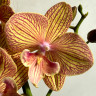 Орхидея Phalaenopsis Apollo Big Lip