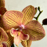 Орхидея Phalaenopsis Apollo Big Lip