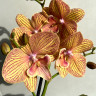 Орхидея Phalaenopsis Apollo Big Lip