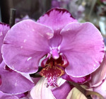 Орхидея Phalaenopsis (отцвёл, РЕАНИМАШКА*)