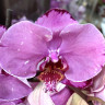 Орхидея Phalaenopsis (отцвёл, РЕАНИМАШКА*)