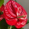 Anthurium Minnesota 