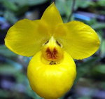Орхидея Paphiopedilum armeniacum (ещё не цвёл)