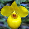 Орхидея Paphiopedilum armeniacum (ещё не цвёл)