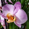 Орхидея Phalaenopsis Chengdu (отцвел)