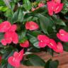 Anthurium Maine 