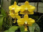 Орхидея Phalaenopsis stuartiana yellow (еще не цвел)  