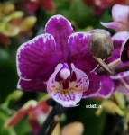 Орхидея Phalaenopsis mini (отцвел, РЕАНИМАШКА)   