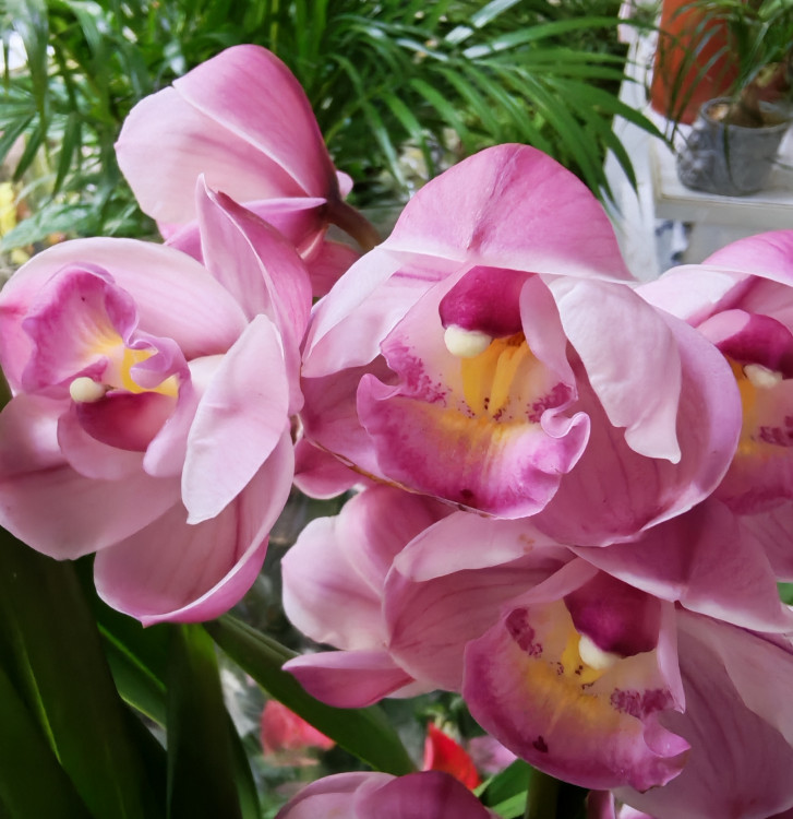 Орхидея Cymbidium (отцвел)