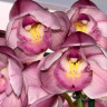 Орхидея Cymbidium (отцвел)
