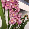 Орхидея Cymbidium (отцвел)