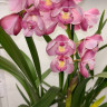Орхидея Cymbidium (отцвел)