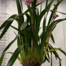 Орхидея Cymbidium (отцвел)
