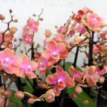 Орхидея Phalaenopsis Dusty Belle, multiflora (отцвел)