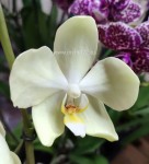 Орхидея Phalaenopsis Minion 