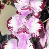 Орхидея Phalaenopsis Fuller's Master, Big Lip    