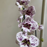 Орхидея Phalaenopsis, Big Lip 