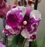 Орхидея Phalaenopsis mutation (отцвел)