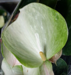 Anthurium Adios Spring 