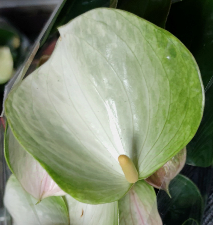 Anthurium Adios Spring 