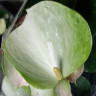 Anthurium Adios Spring 