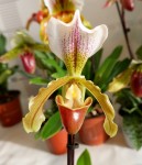 Орхидея Paphiopedilum leeanum (отцвел)