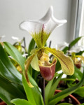 Орхидея Paphiopedilum leeanum (отцвел)