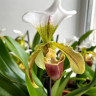 Орхидея Paphiopedilum leeanum (отцвел)
