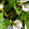 Орхидея Paphiopedilum leeanum (отцвел)