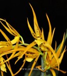 Орхидея Brassia Orange Delight (отцвела)