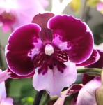 Орхидея Phalaenopsis Big Lip (отцвел)    