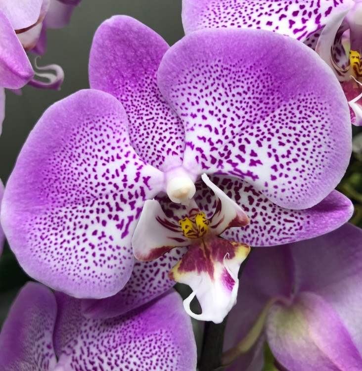 Орхидея Phalaenopsis Jillion (отцвел)