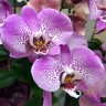 Орхидея Phalaenopsis Jillion (отцвел)
