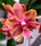Орхидея Phalaenopsis multiflora  (отцвёл)   