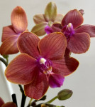 Орхидея Phalaenopsis Leagora, multiflora (отцвёл, УЦЕНКА*) 