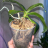 Орхидея Phal. Leagora, multiflora (отцвёл, РЕАНИМАШКА) 