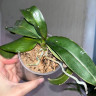 Орхидея Phal. Leagora, multiflora (отцвёл, РЕАНИМАШКА) 