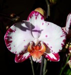 Орхидея Phalaenopsis Bernadetta (отцвел, РЕАНИМАШКА)