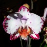 Орхидея Phalaenopsis Bernadetta (отцвел, РЕАНИМАШКА)