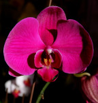 Орхидея Phalaenopsis Big Pepper (отцвел)