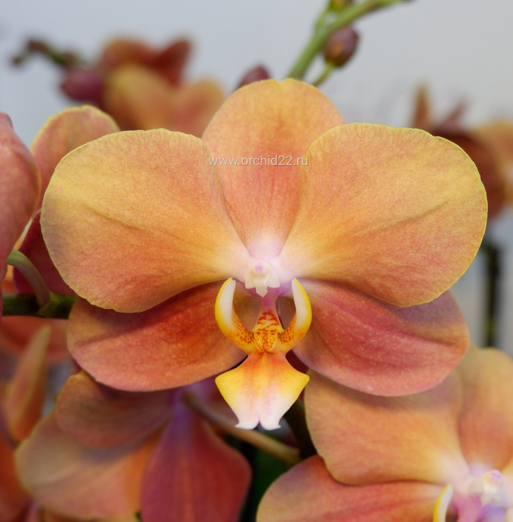 Орхидея Phalaenopsis Monaco, midi (отцвел, УЦЕНКА)