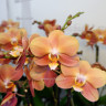 Орхидея Phalaenopsis Monaco, midi (отцвел, УЦЕНКА)