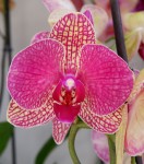 Орхидея Phalaenopsis Palermo